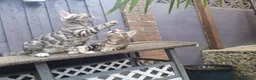 Bengal cats for sale: Outstanding Bengal Kittens TICA - Advert 5
