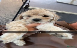 Cockapoo dogs for sale: Cockapoo puppies for  - Image 12