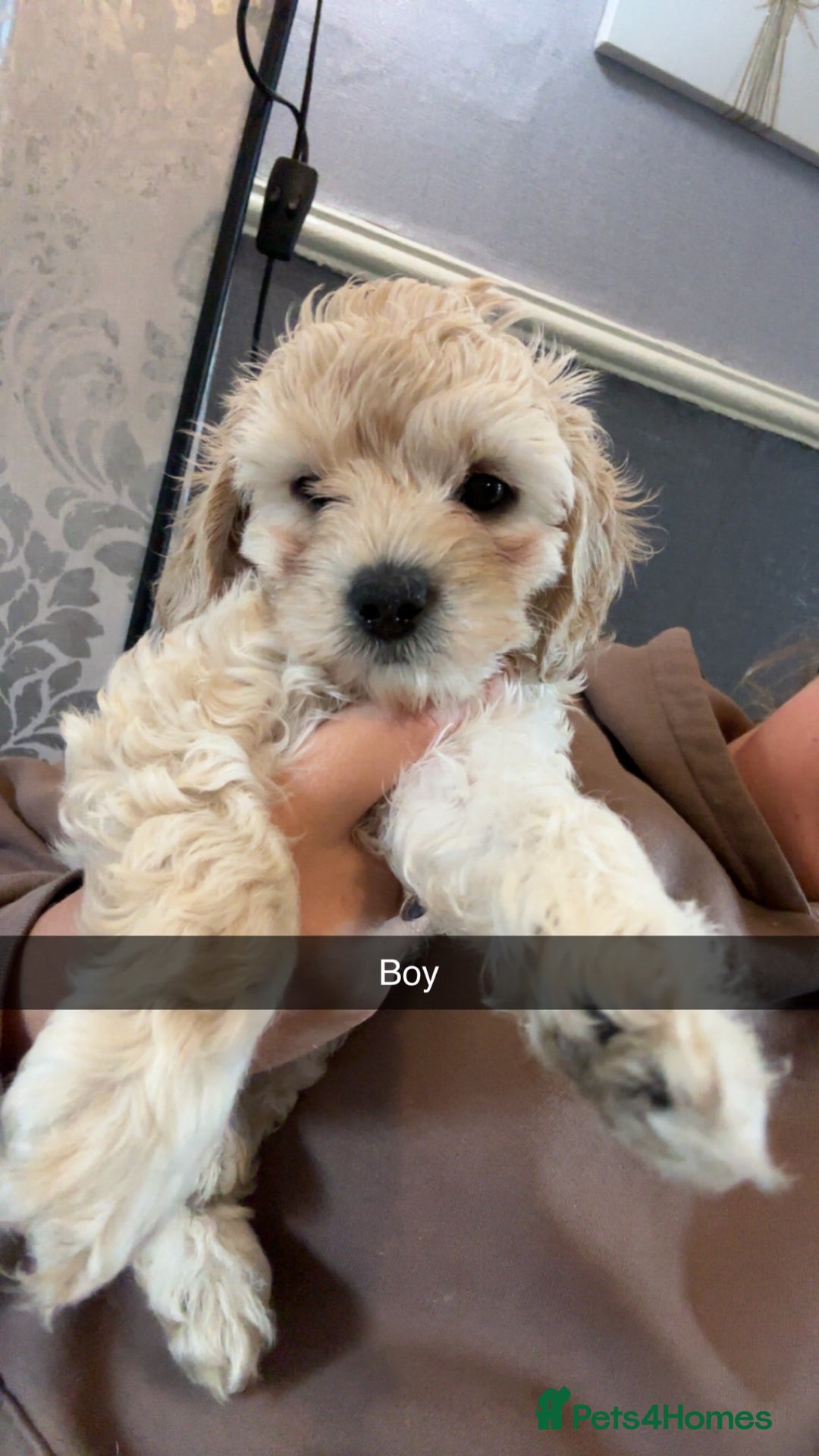 Cockapoo dogs for sale: Cockapoo puppies for  - Image 12