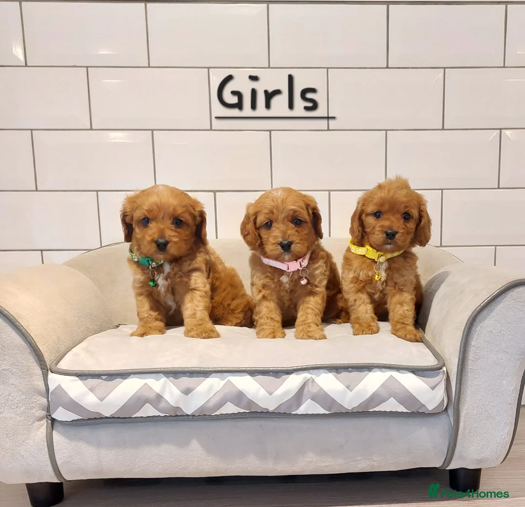 Cavapoo dogs for sale: F1 Cavapoo puppies 💝 - Advert 6