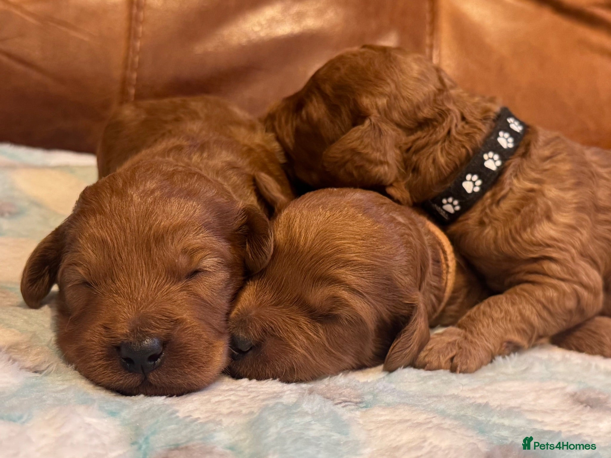 Cockapoo dogs F1b Red cockapoos 🤎 - Advert 1