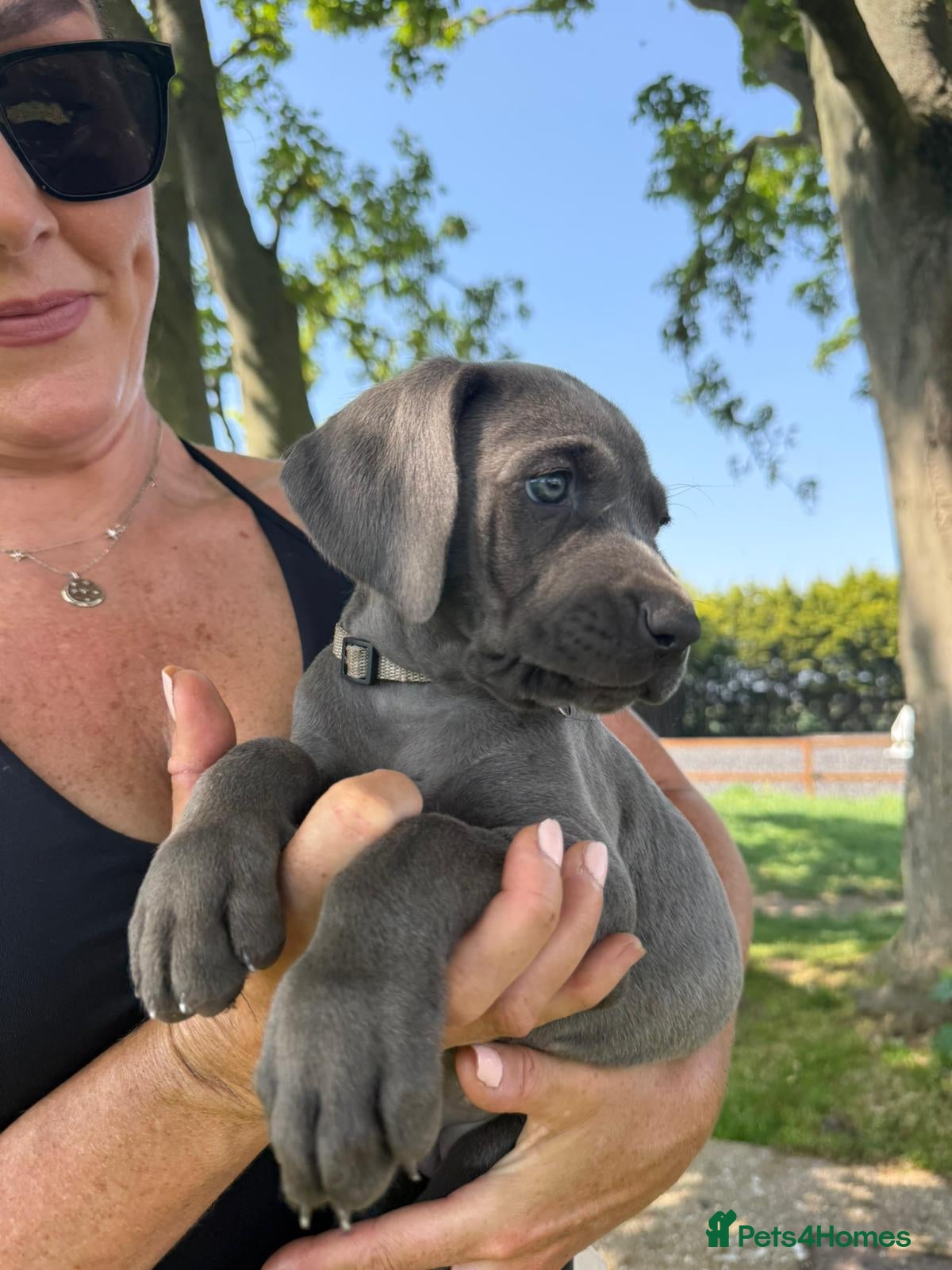 Weimaraner dogs ✨KC Weimaraner litter  from Champion Bloodlines ✨ - Advert 1