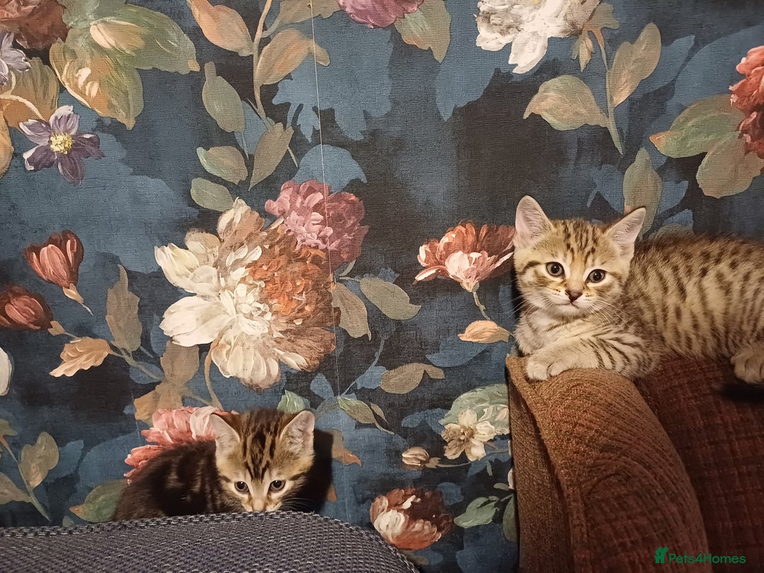 Bengal cats for sale: Bengal cross kitten  - Image 5