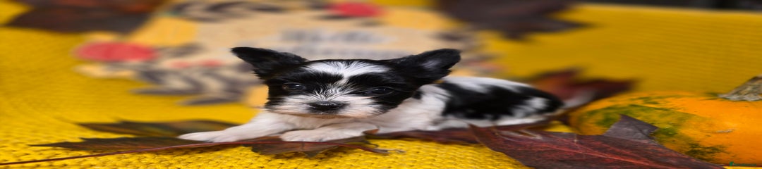 Biewer Terrier Puppy Girl yellow collar (Lady Caroline)