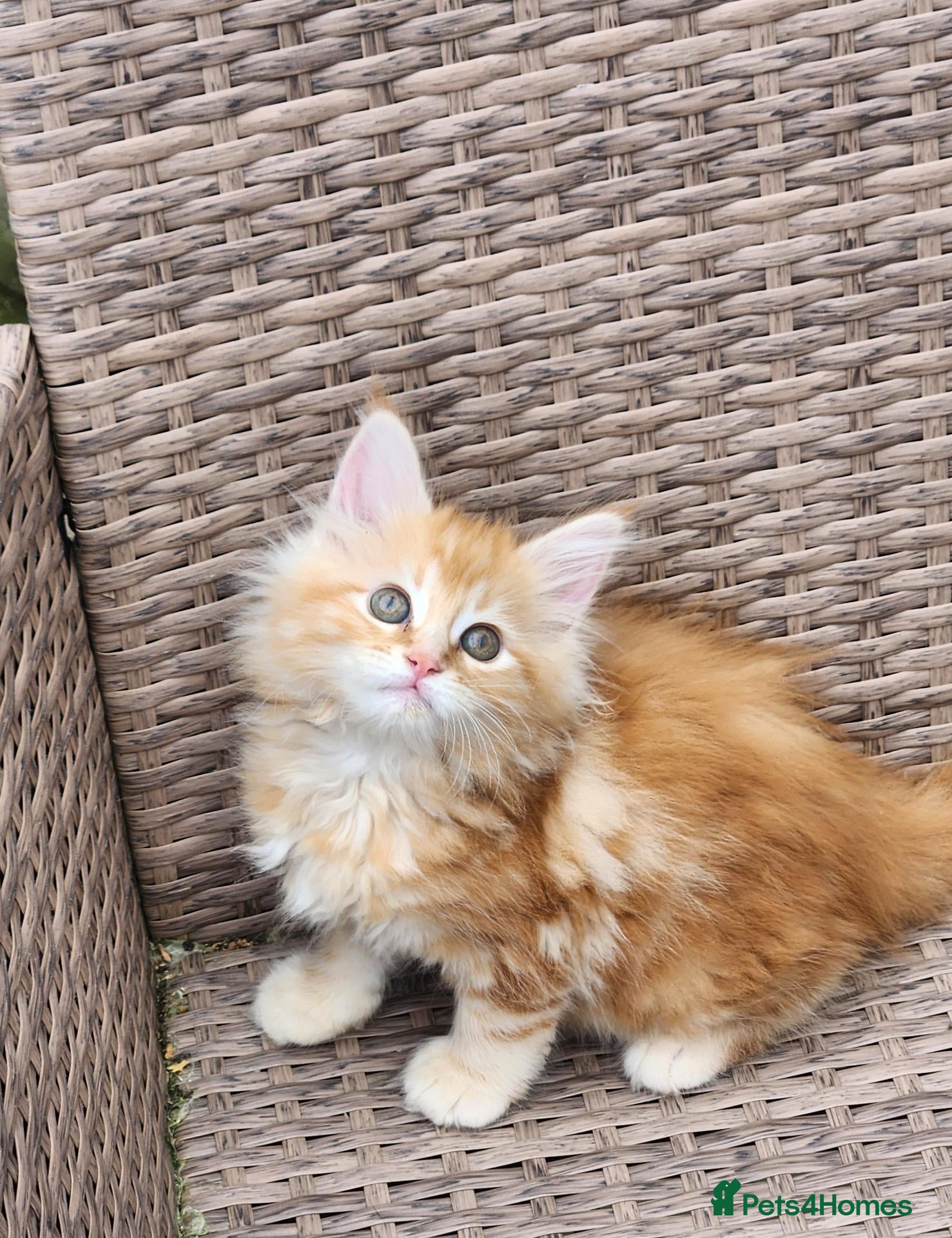 Maine Coon cats Maine Coon Ready Now!! Absolutely gorgeous! - Advert 18