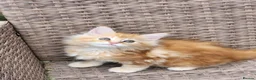 Maine Coon cats for sale: Maine Coon ginger Ready Now!! Absolutely gorgeous! - Advert 7