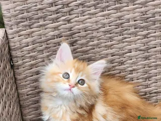 Maine Coon cats Maine Coon Ready Now!! Absolutely gorgeous! - Advert 18