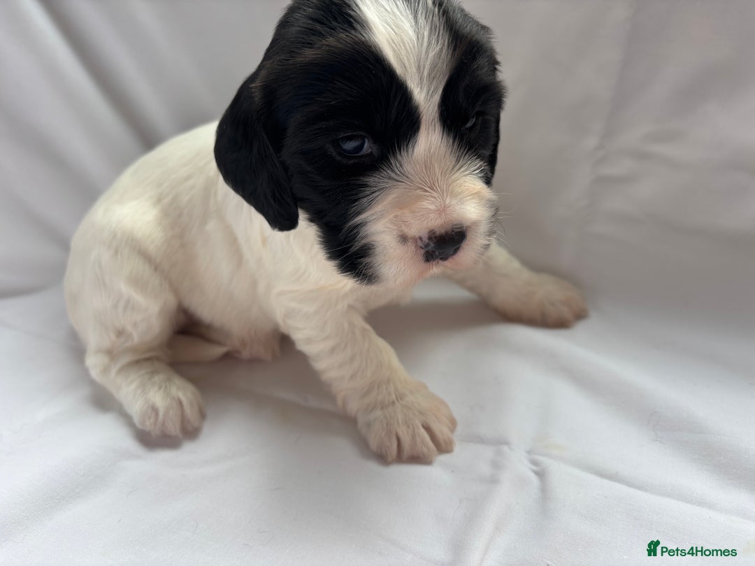 Sproodle dogs for sale: Spoodles - Image 3