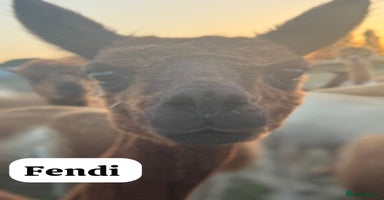 Alpaca livestock - Advert 7
