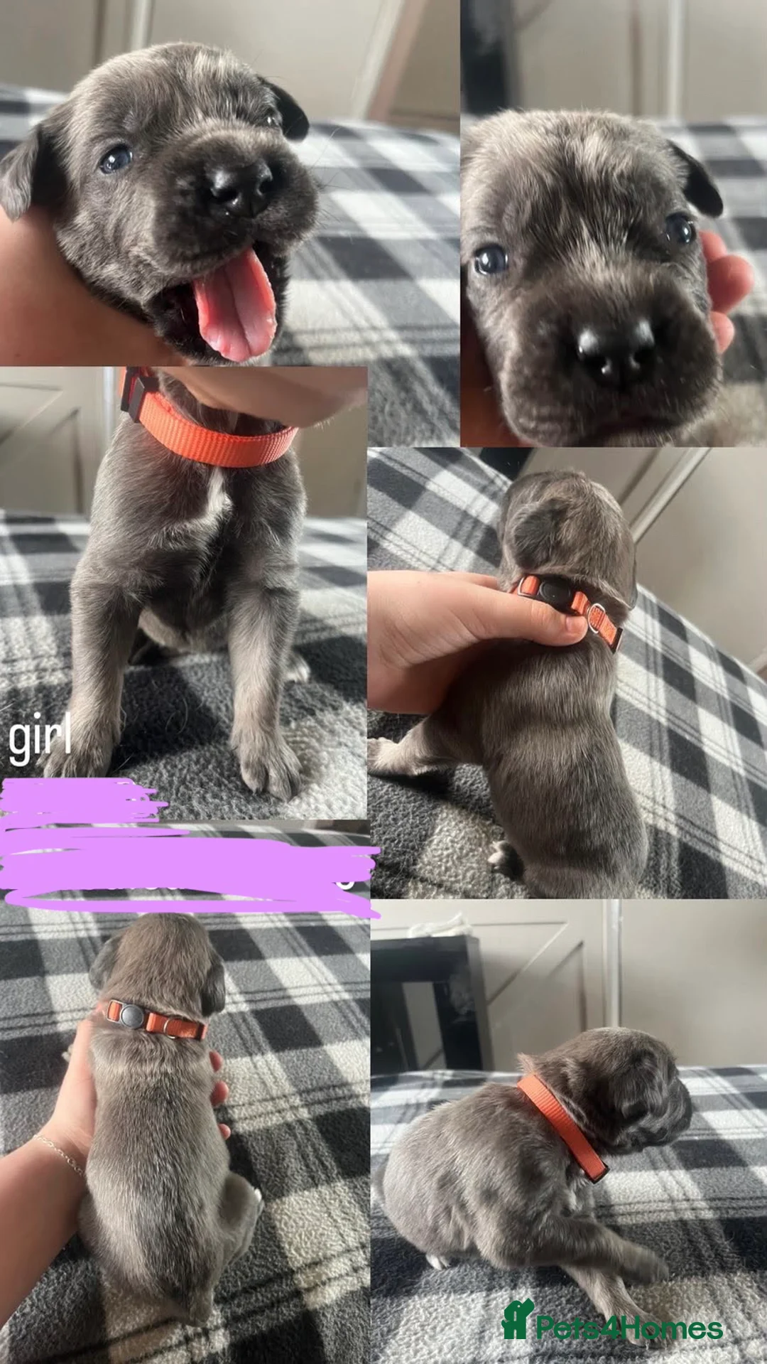 Cane Corso dogs for sale: Cane corso x in Norwich - Advert 2