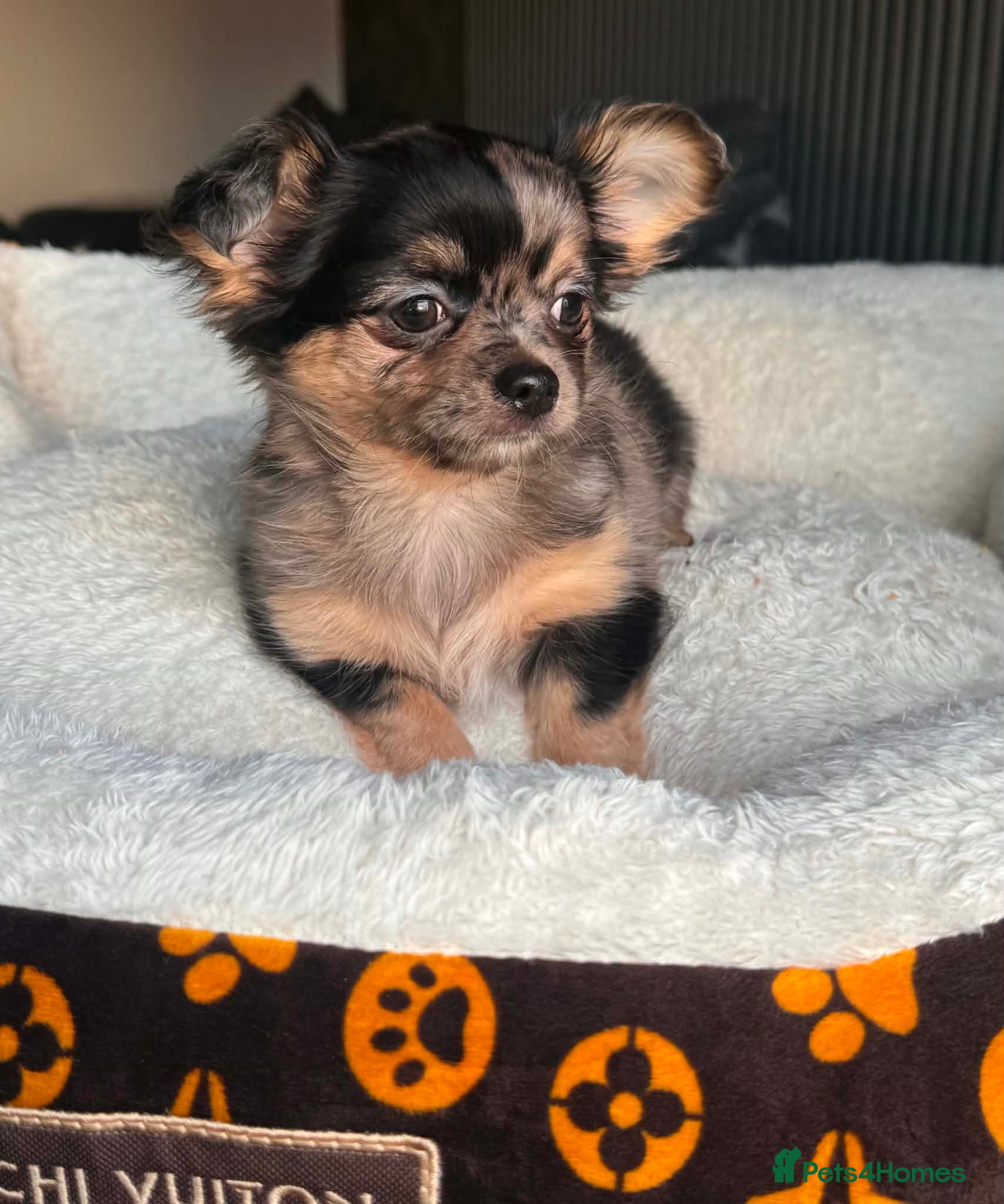 Chihuahua dogs READY TO GO SOON tiny longhair chihuahua - Advert 11