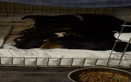 Mixed Breed dogs for sale: Collie x Kelpie Puppies ready to go 28th December  - Advert 9