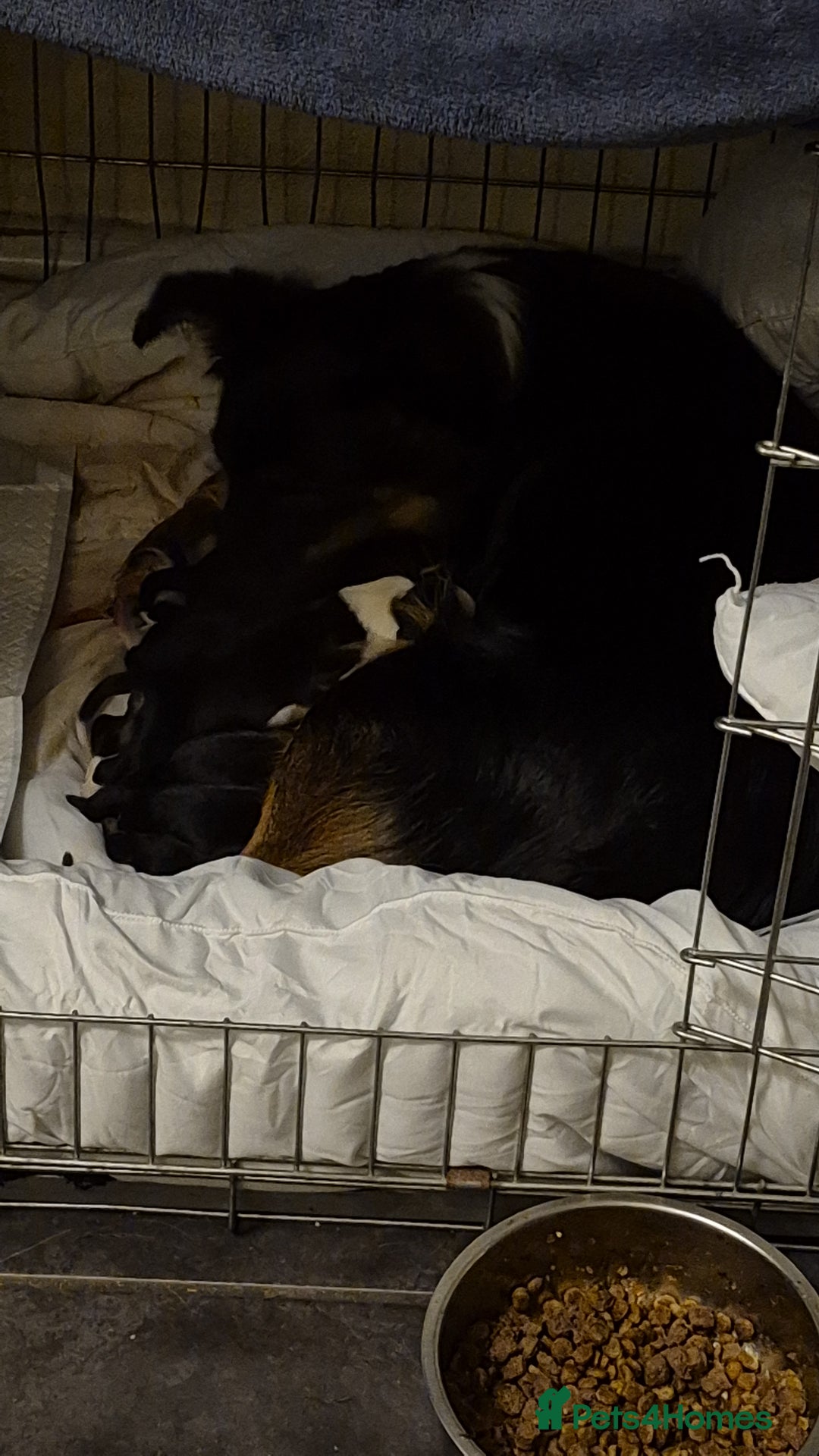 Mixed Breed dogs for sale: Collie x Kelpie Puppies ready to go 28th December  - Advert 9