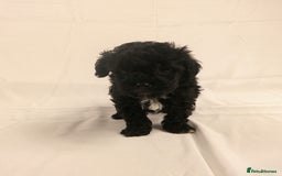 Yorkiepoo dogs for sale: Tiny Yorkipoos beautiful fluff balls puppies - Image 25