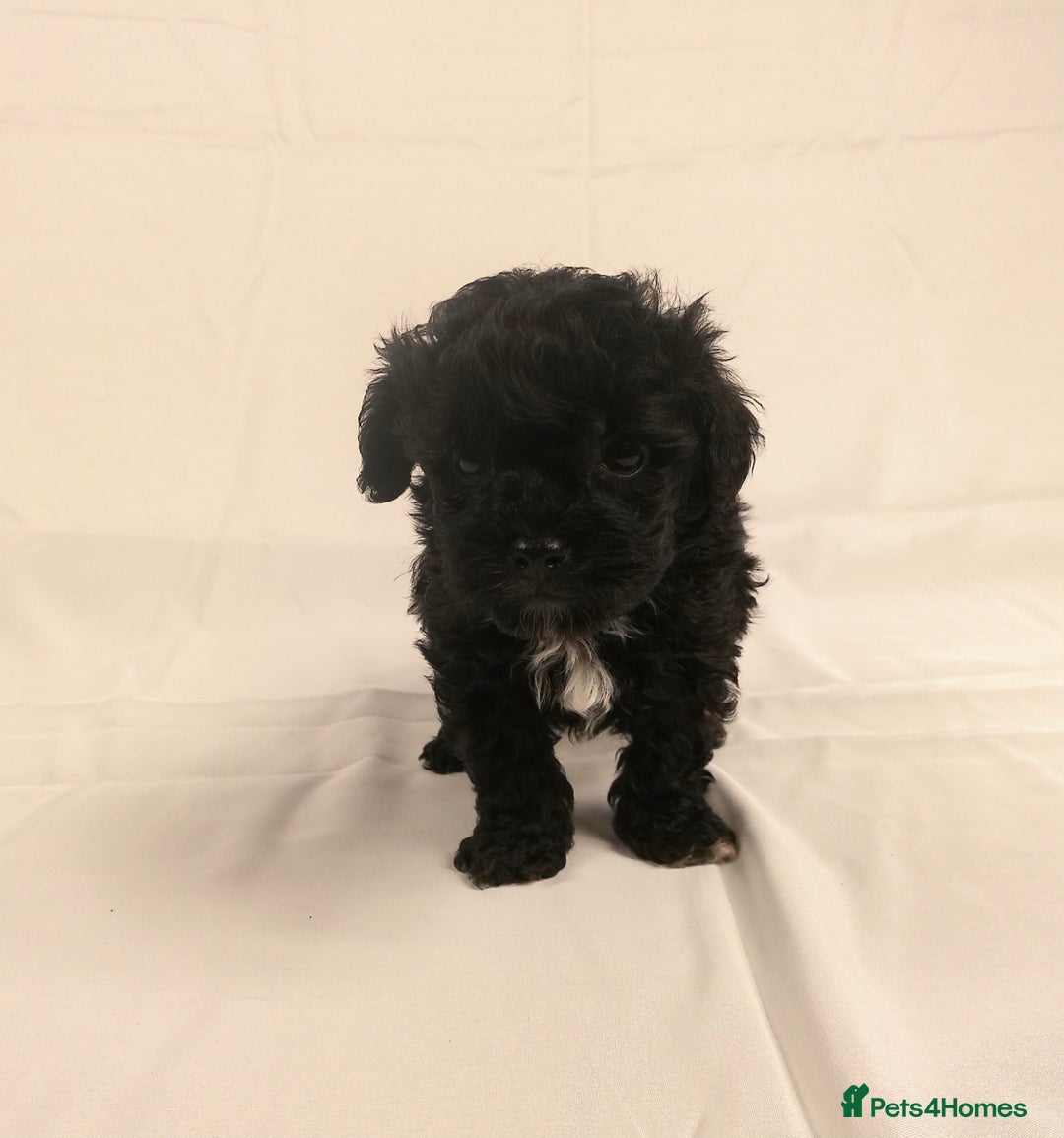 Yorkiepoo dogs for sale: Tiny Yorkipoos beautiful fluff balls puppies - Image 25