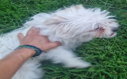 Bichon Frise dogs for adoption: KHAAN - a superb, little boy, for a Loving Home - Image 10