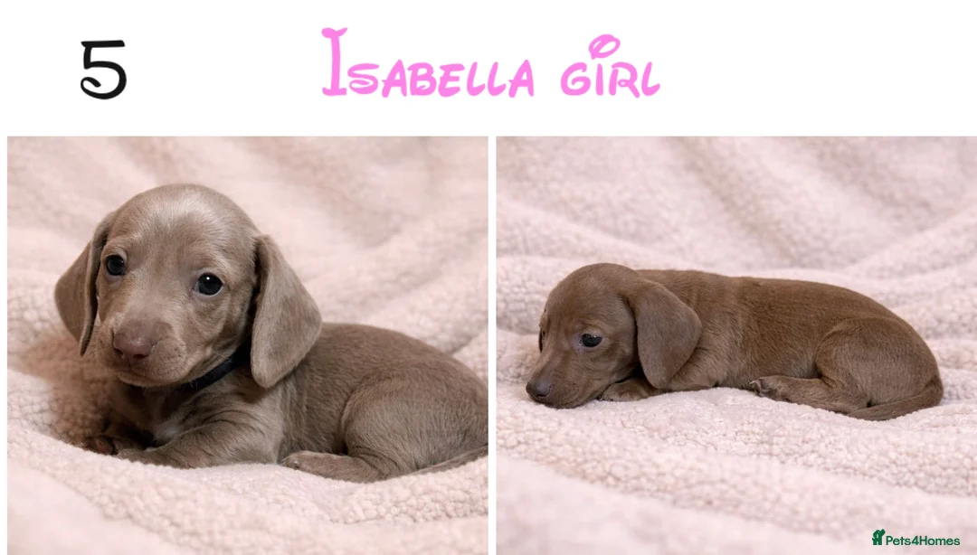 Miniature Dachshund dogs for sale: Miniature dachshund puppies - Advert 8