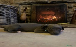 Whippet dogs for sale: Stunning Blue Whippet, white flecks  - Image 11