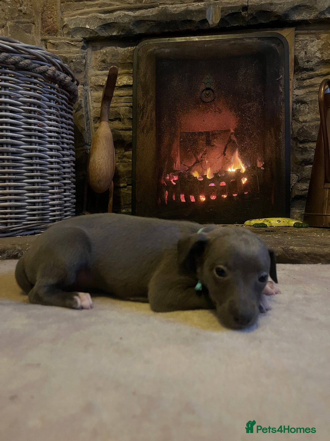 Whippet dogs for sale: Stunning Blue Whippet, white flecks  - Image 11