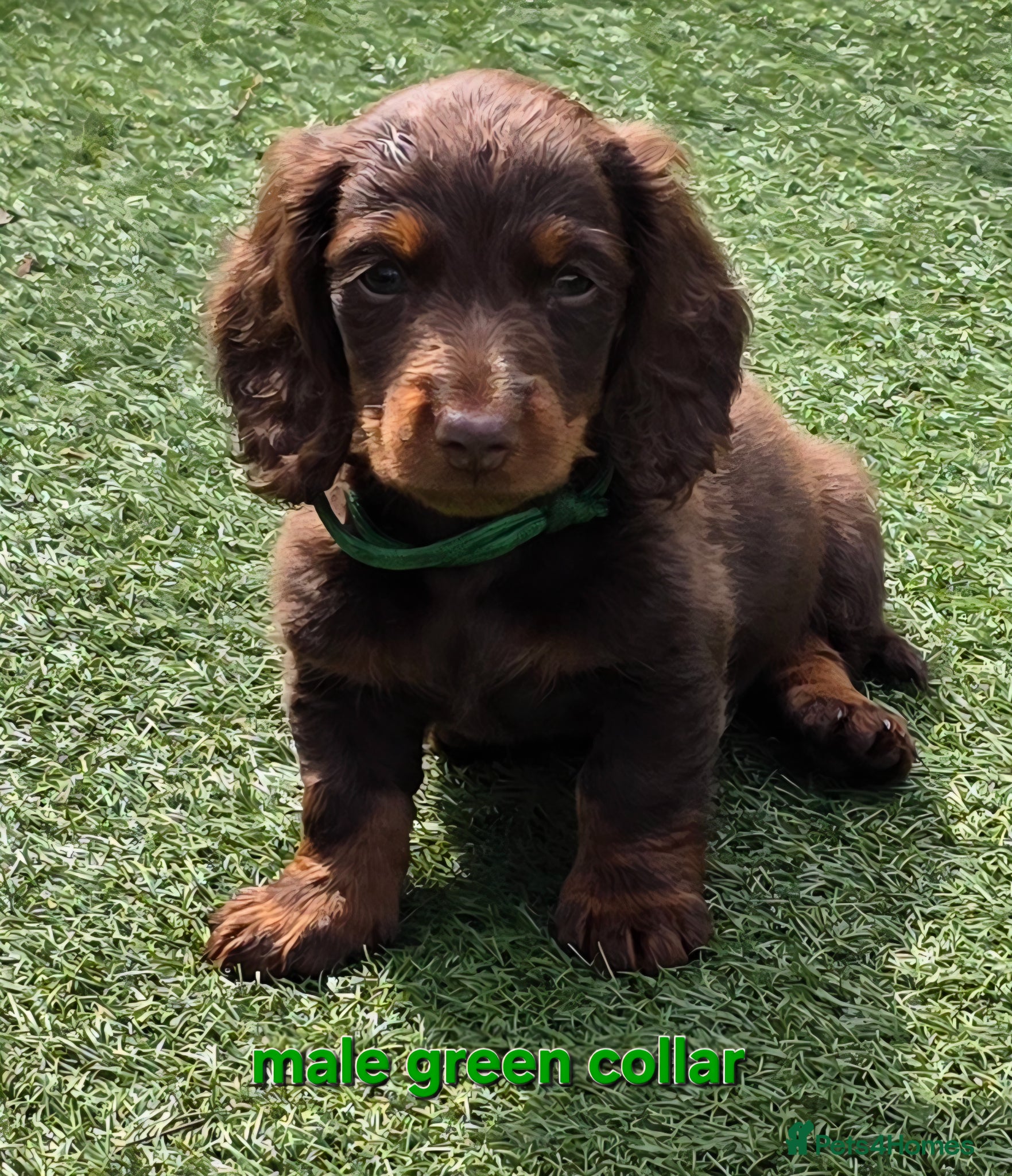 Dachshund dogs READY NOW! Adorable #daschound isabella choc 🐾 - Advert 3