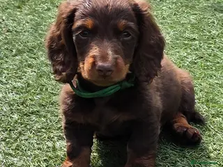 Dachshund dogs READY NOW! Adorable #daschound isabella choc 🐾 - Advert 3