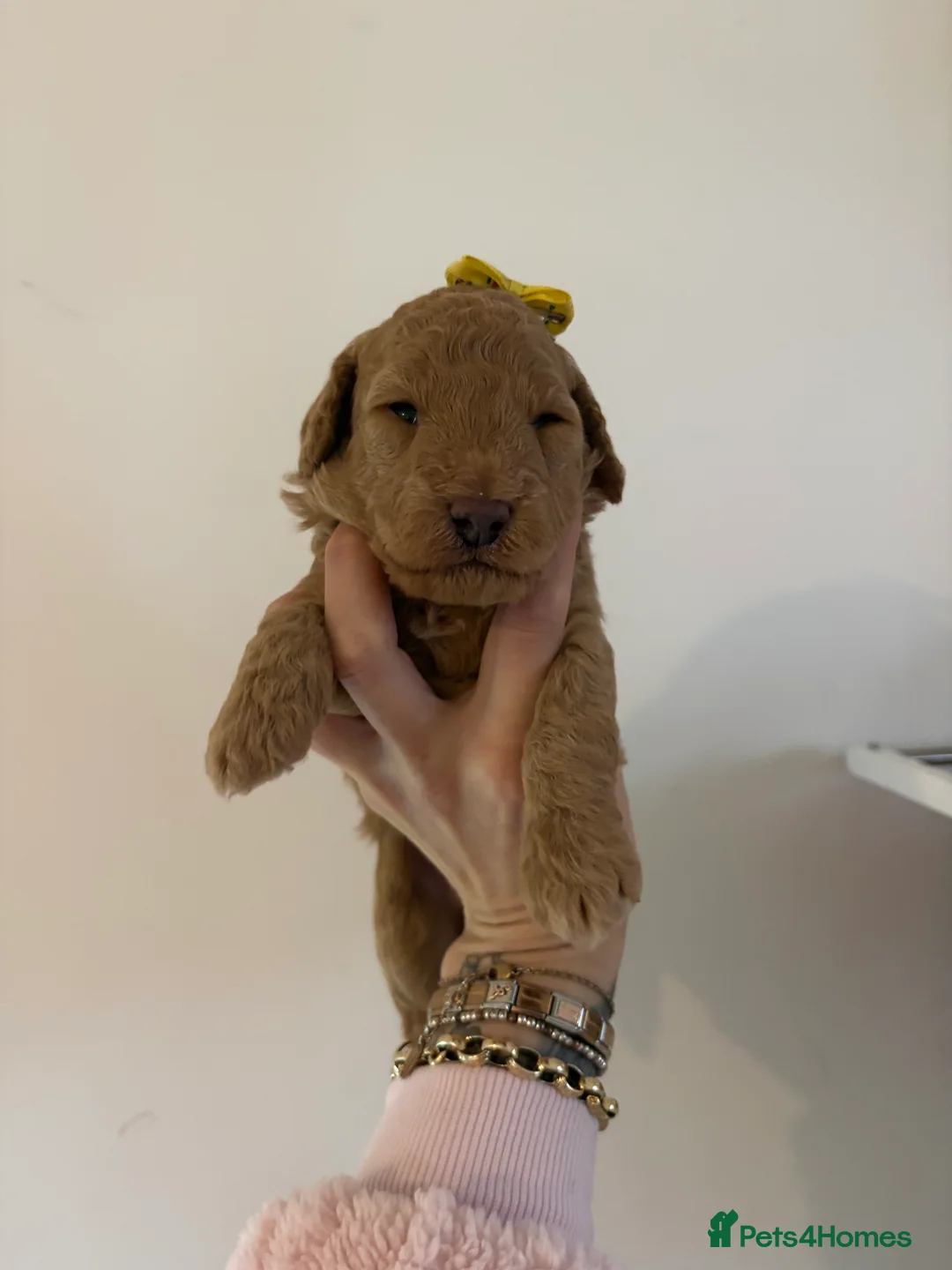 Labradoodle dogs for sale: F1B miniature labradoodles  - Advert 6