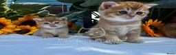 British Shorthair cats for sale: ✨ EXCEPTIONAL GOLDEN BRITISH SHORTHAIR BOYS ✨ - Advert 9