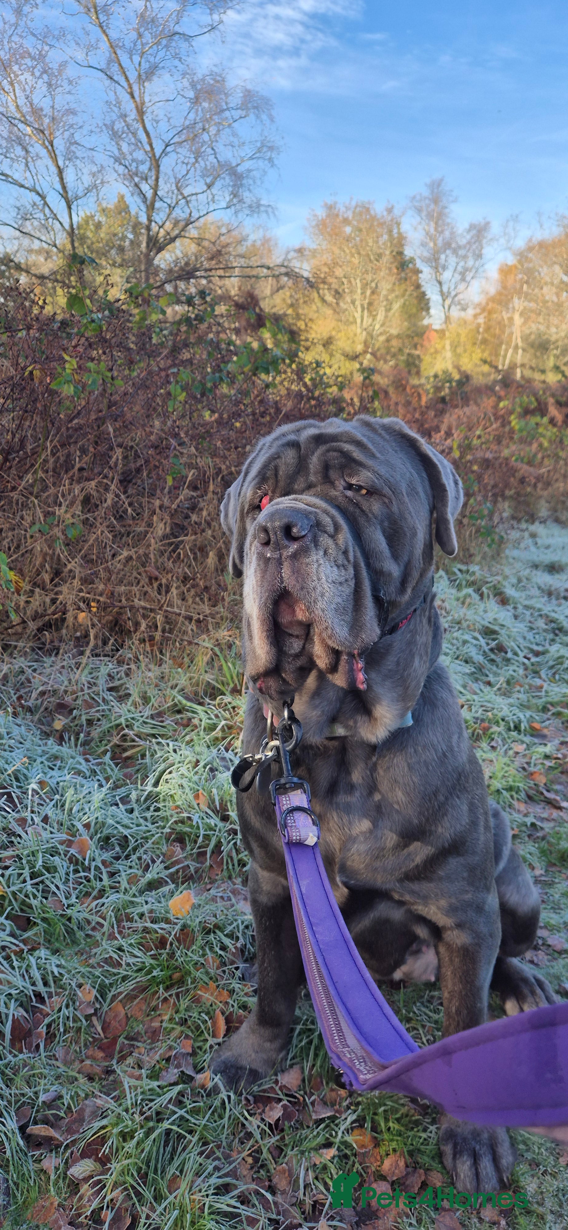 Neapolitan Mastiff dogs 2 year old Neopolitan mastiff  - Advert 3