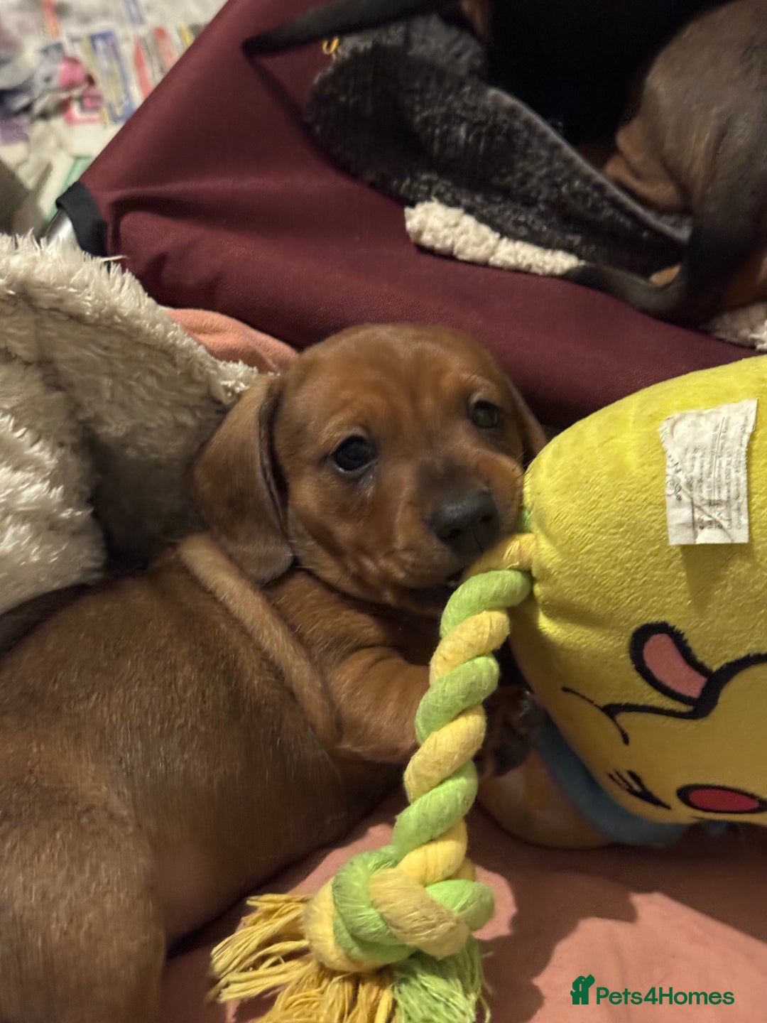 Miniature Dachshund dogs for sale: 1 dog left! Ready now. KC reg - Advert 17