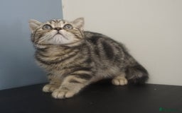 British Shorthair cats for sale: STUNNING British Shorthair Kittens Silver Tabbies - Image 15