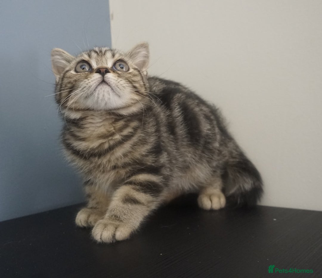British Shorthair cats for sale: STUNNING British Shorthair Kittens Silver Tabbies - Image 15