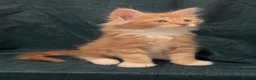 Maine Coon cats for sale: BEAUTIFUL MAINCOON KITTENS  - Advert 2