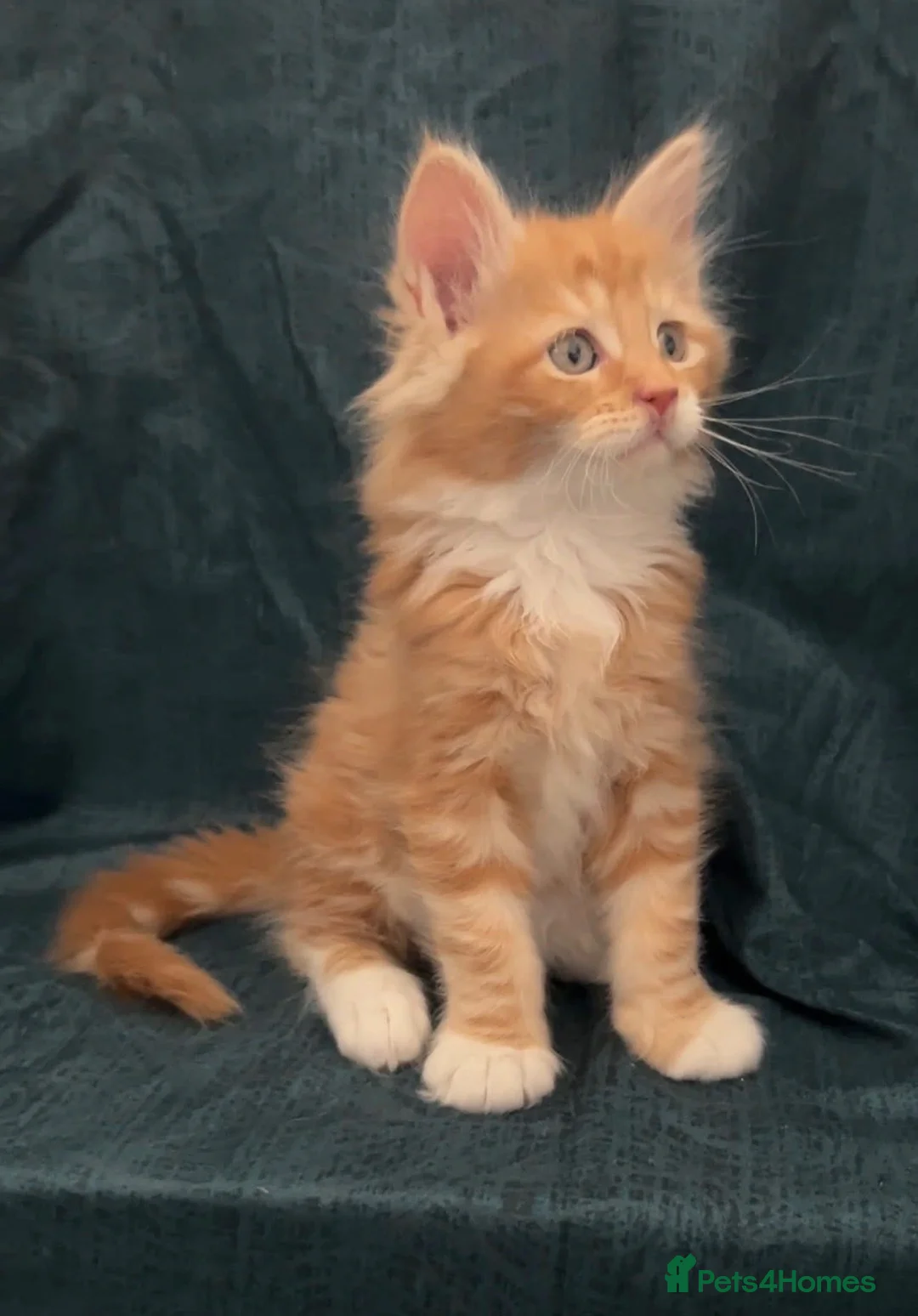 Maine Coon cats for sale: BEAUTIFUL MAINCOON KITTENS  - Advert 2