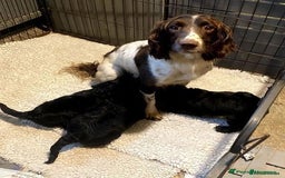 Sproodle dogs for sale: Stunning F1 Sproodle puppies  - Image 17