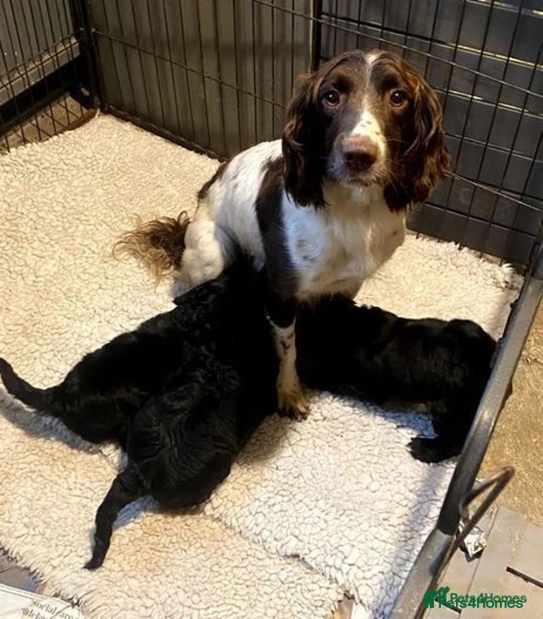Sproodle dogs for sale: Stunning F1 Sproodle puppies  - Image 17