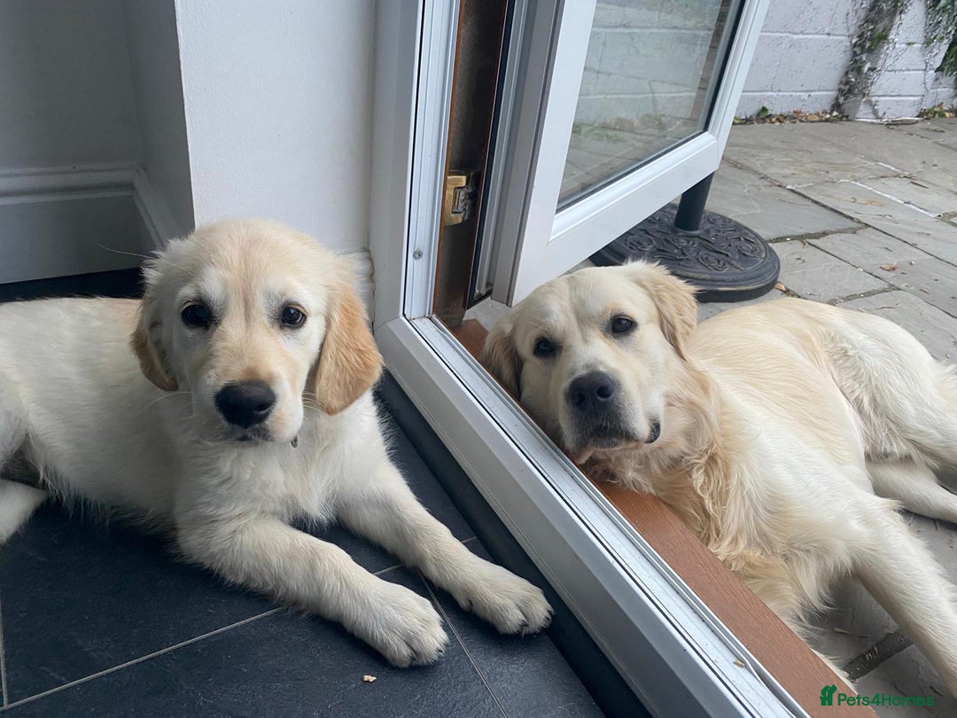 Golden Retriever dogs for sale: Expression of Interest - Golden Retriever Puppies - Image 10