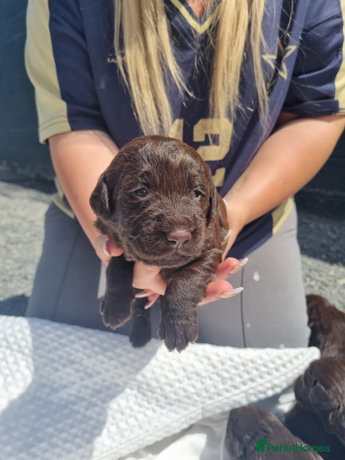 Labradoodle dogs Labradoodle Puppies  - Advert 6