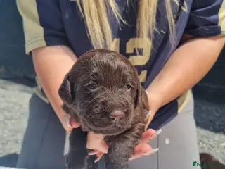 Labradoodle dogs Labradoodle Puppies - Advert 6