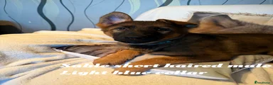 German Shepherd 10