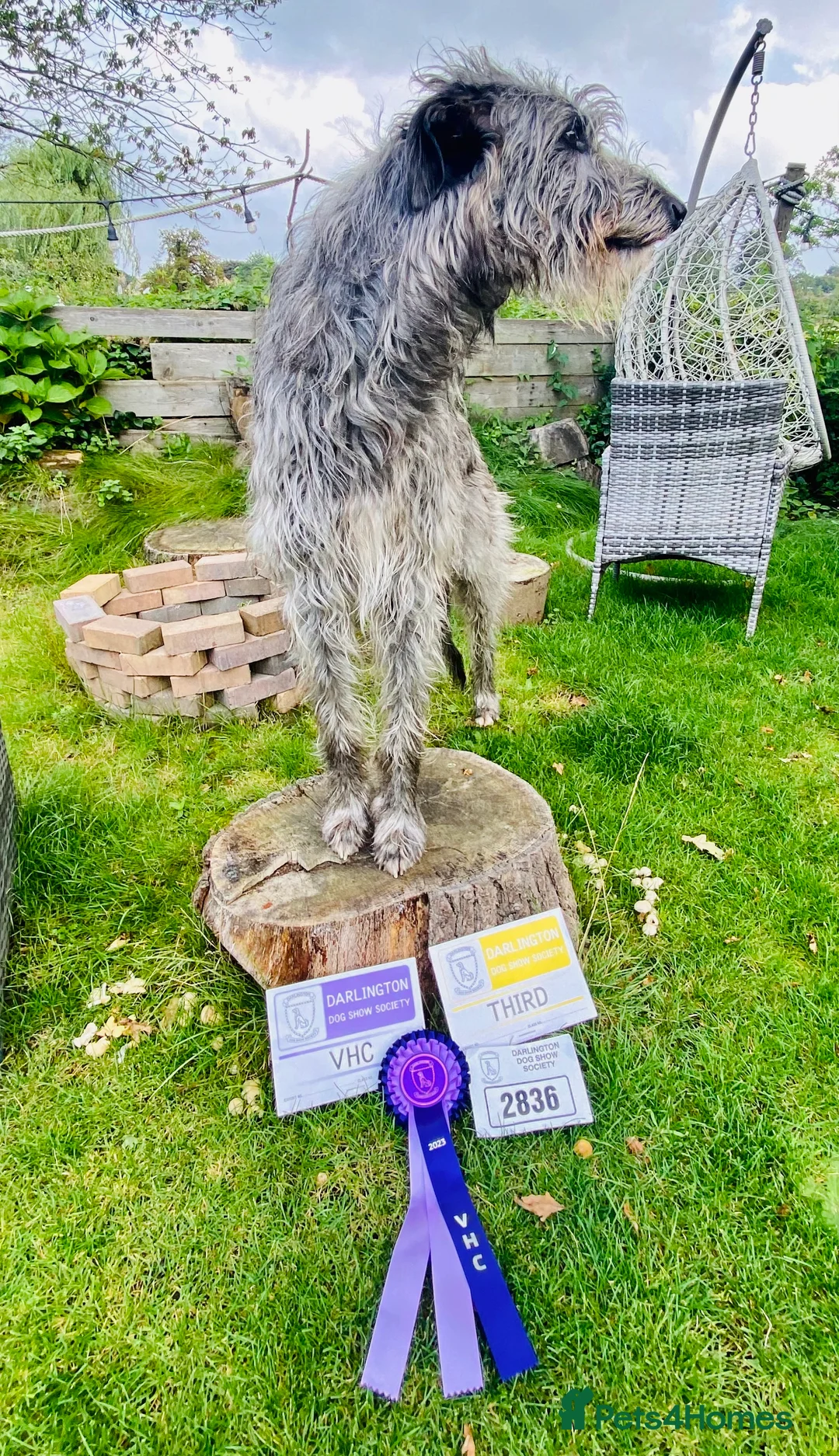 Deerhound dogs for stud: Scottish Deerhound with awards - Advert 10