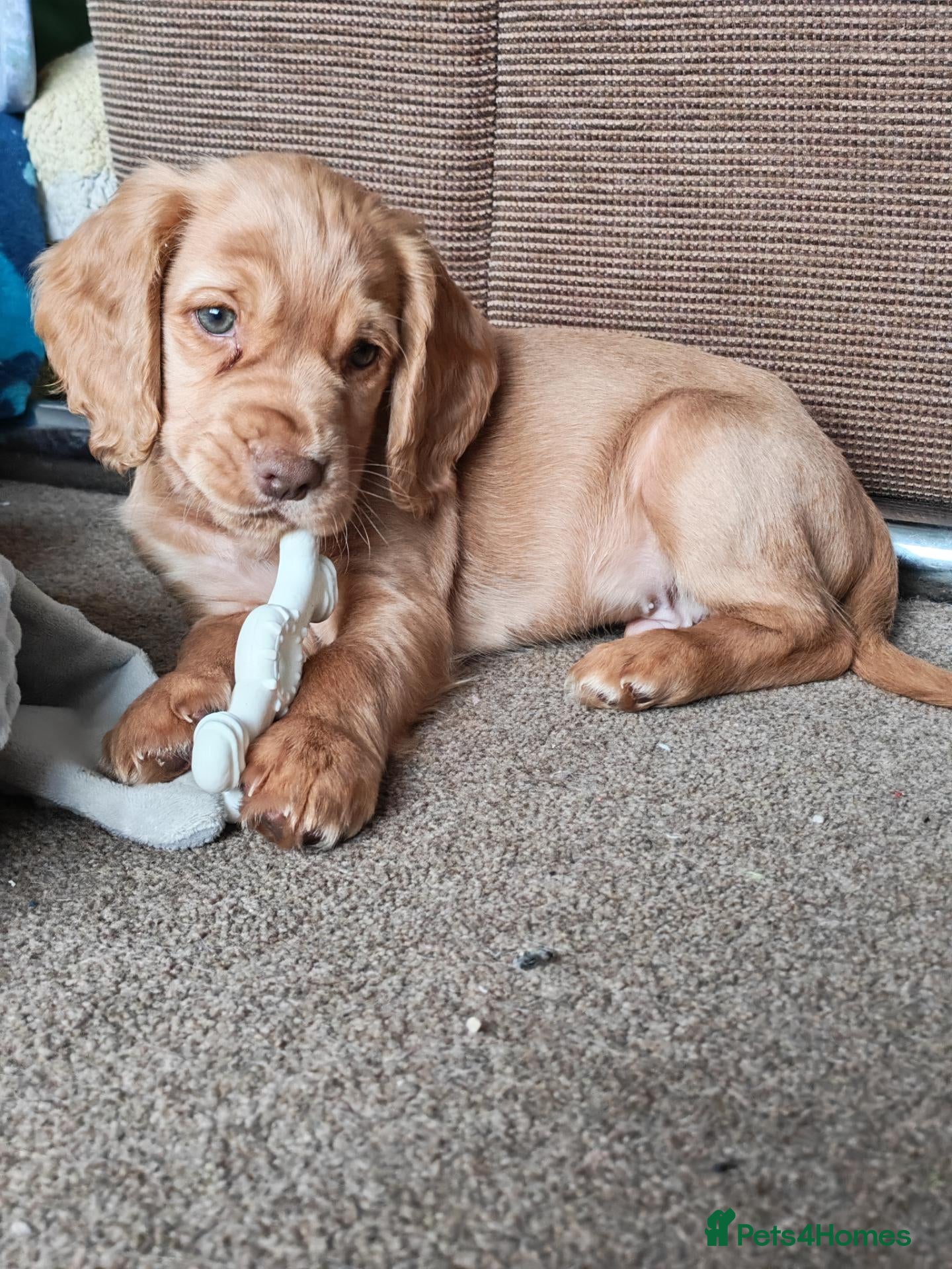 Cocker Spaniel dogs Stunning cocker spaniel puppies READY NOW  - Advert 15