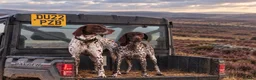 German Shorthaired Pointer dogs for sale: Outstanding versatile German Shorthaired Pointers - Advert 18