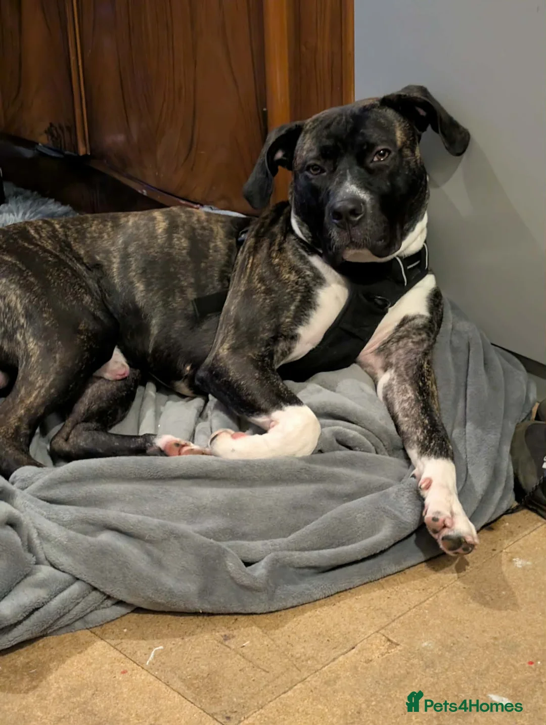 Mixed Breed dogs for sale: Rehoming needed for 19 month old boxer cross - Advert 2