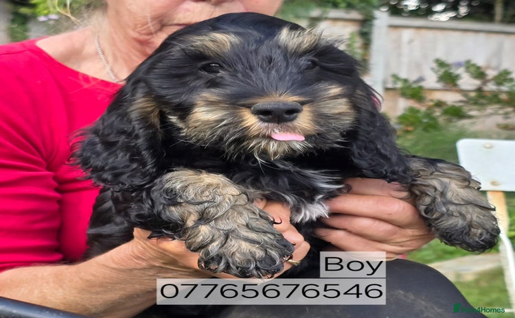 Cockapoo dogs - Advert 1