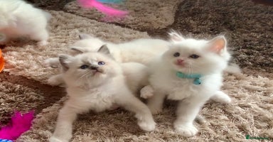 Ragdoll cats - Advert 9