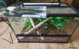 Gecko reptiles for sale: Gargoyle female with setup  - Image 2