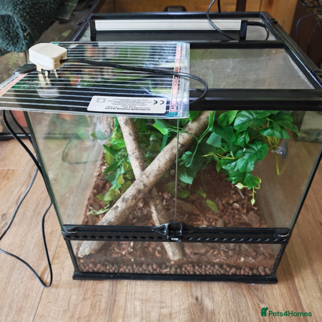 Gecko reptiles for sale: Gargoyle female with setup  - Image 2