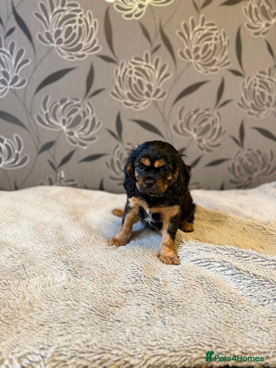 Cavalier King Charles Spaniel dogs for sale: Cavalier King Charles Spaniel - Advert 19