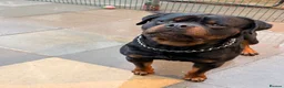 Rottweiler dogs for sale: World champion bloodlines 1 girl available  - Advert 19