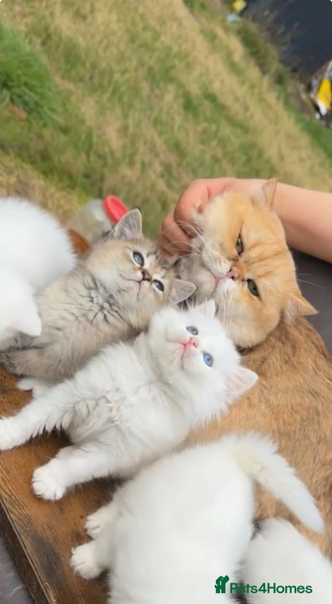 British Shorthair cats for sale: British Shorthair - Advert 2